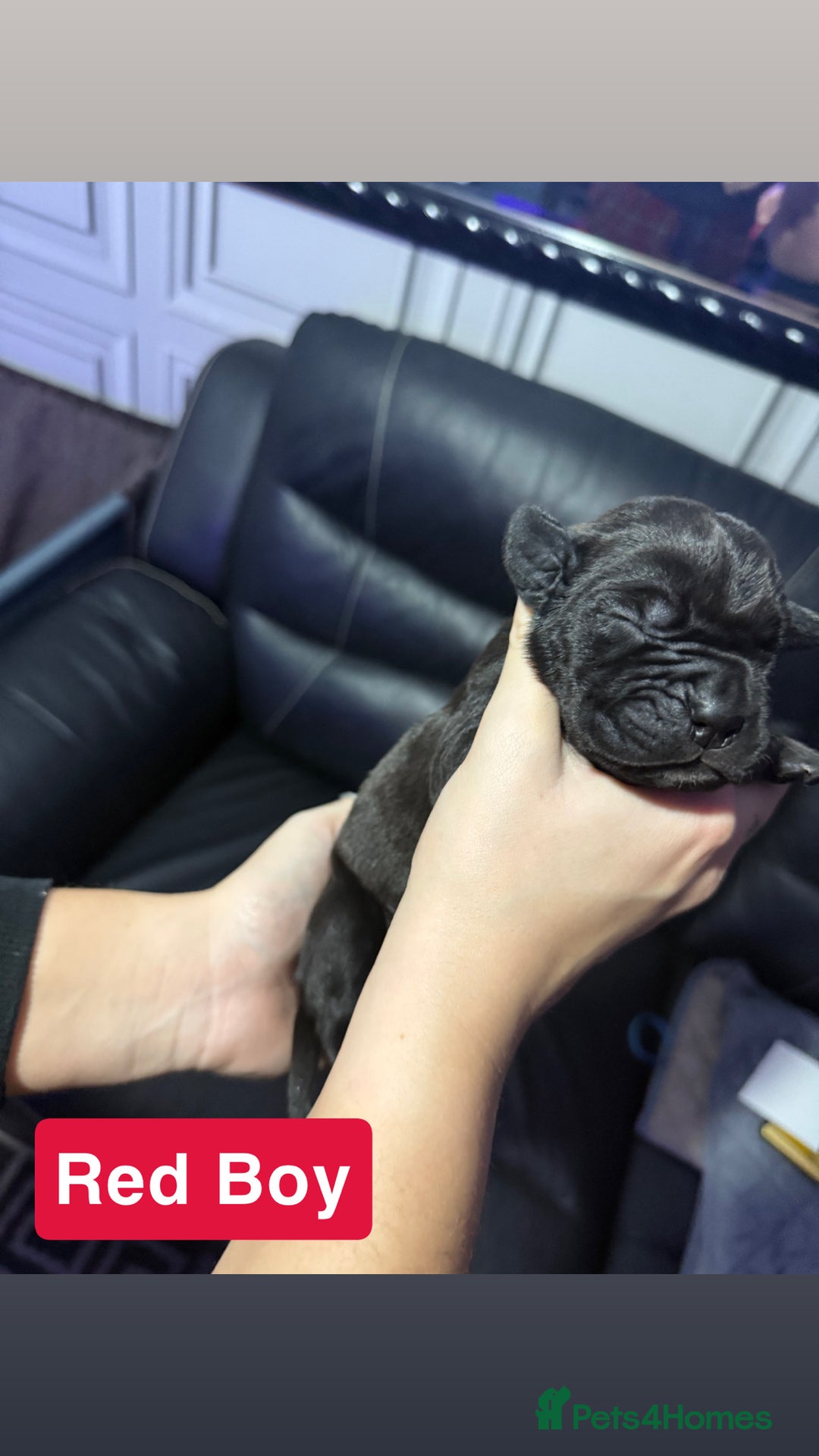 Cane Corso dogs for sale: 12 beautiful cane corso puppies 🐾 - Advert 10