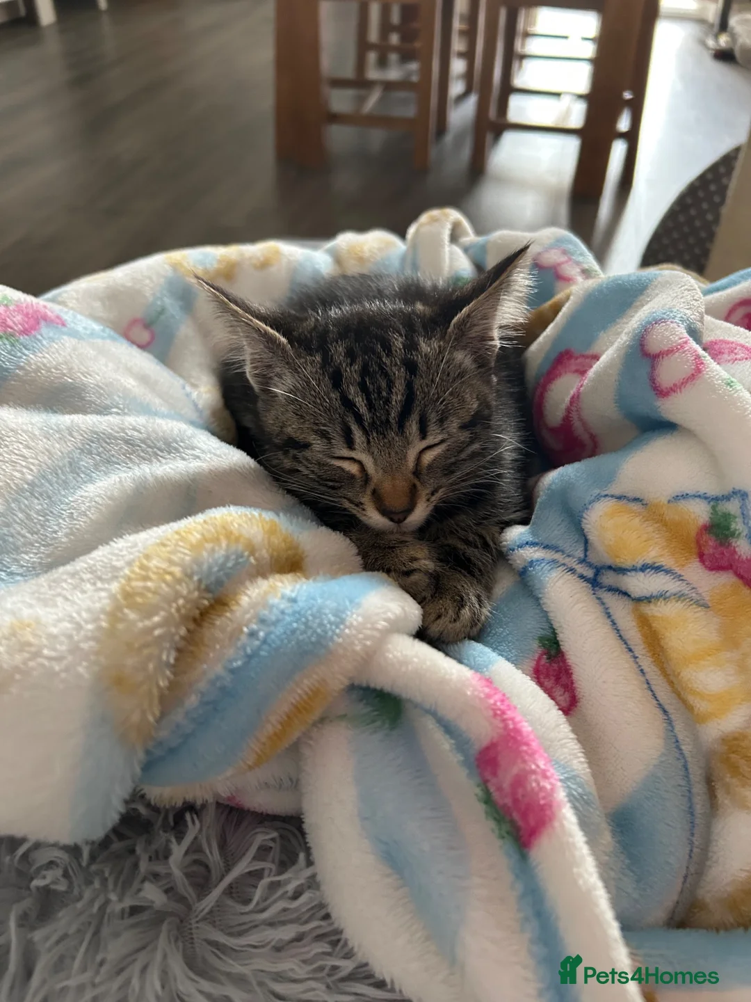 Mixed Breed cats for sale: 14 week male kitten - Advert 6