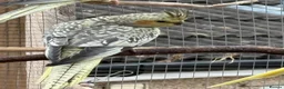 Cockatiels birds for sale: Baby cockatiels for sale in Appleby-in-Westmorland - Advert 3