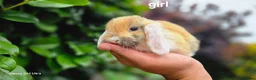 Mini Lop rabbits for sale: Rabits - Advert 15