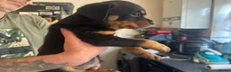 Rottweiler dogs for sale: 2 Beautiful and Playful Rottweiler puppies  - Advert 20