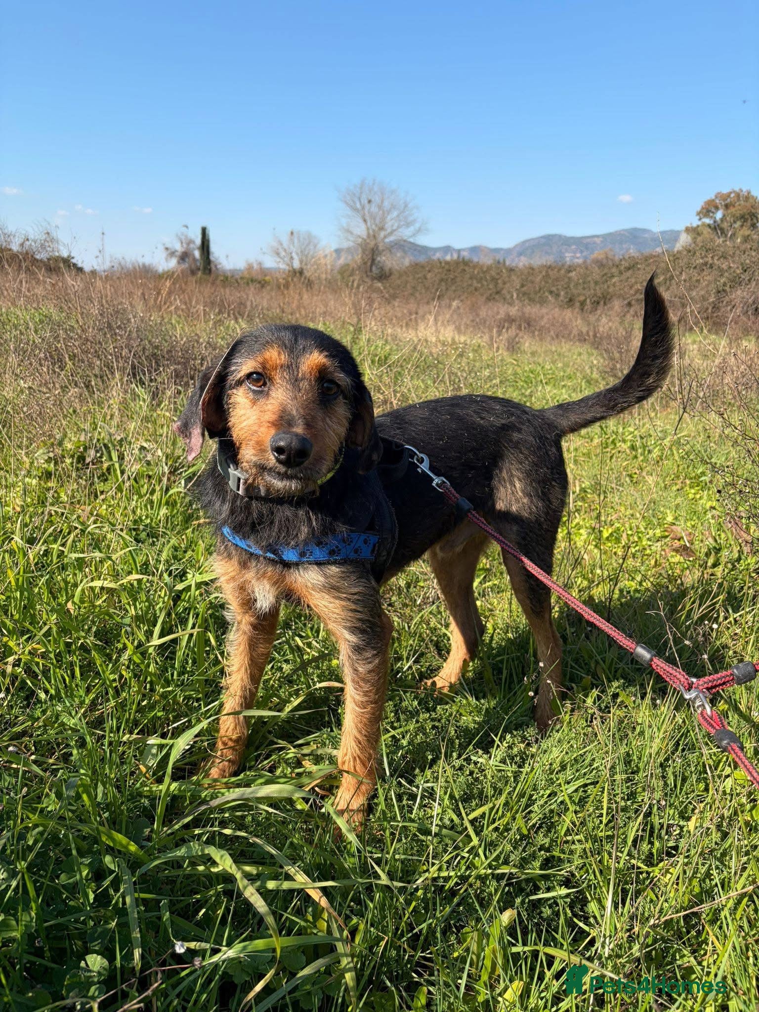 Mixed Breed dogs for sale: Ronnie & Reggie   - Advert 12
