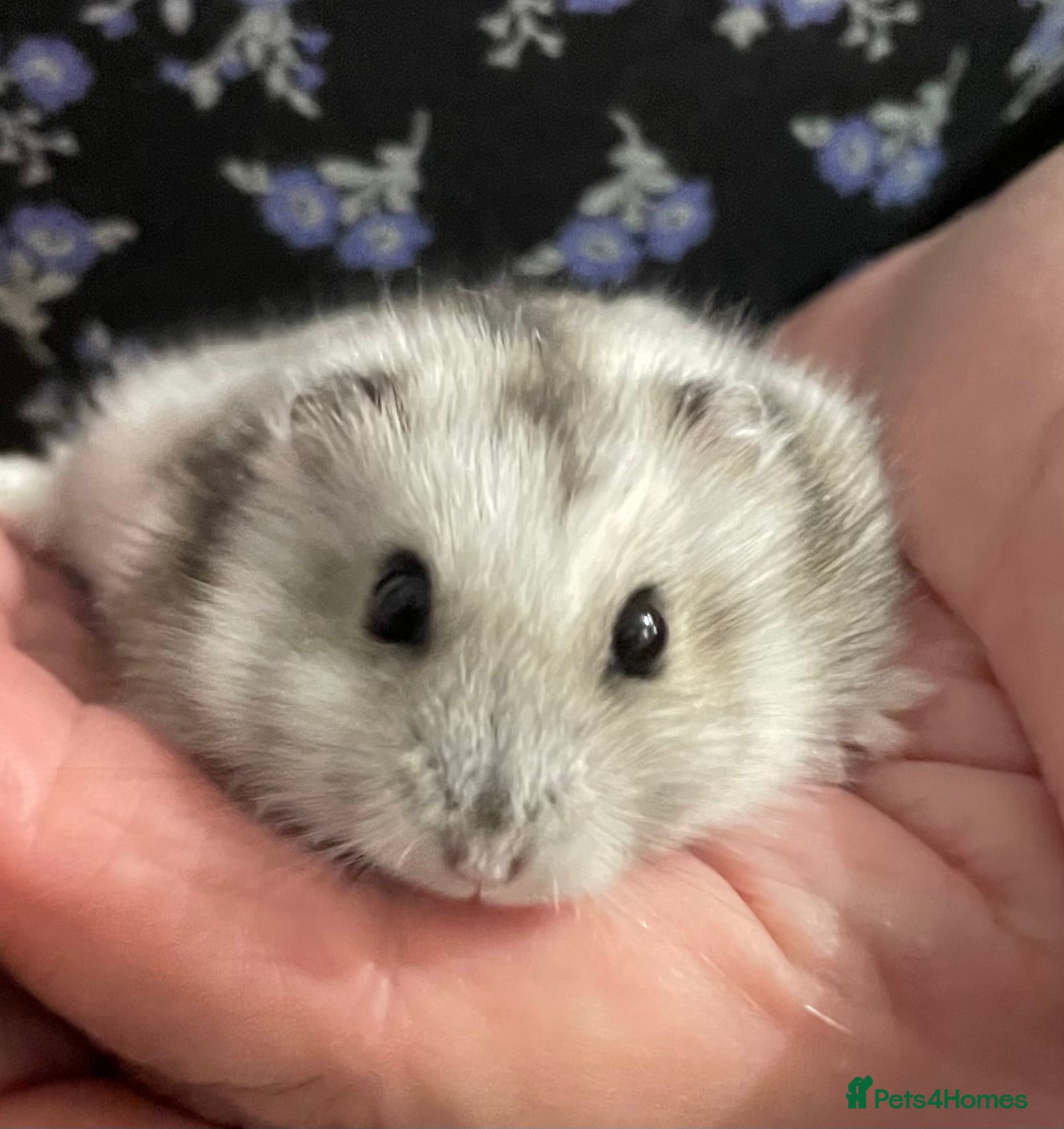 Hamster rodents Baby Winter White Russian hamsters from show stock - Advert 11