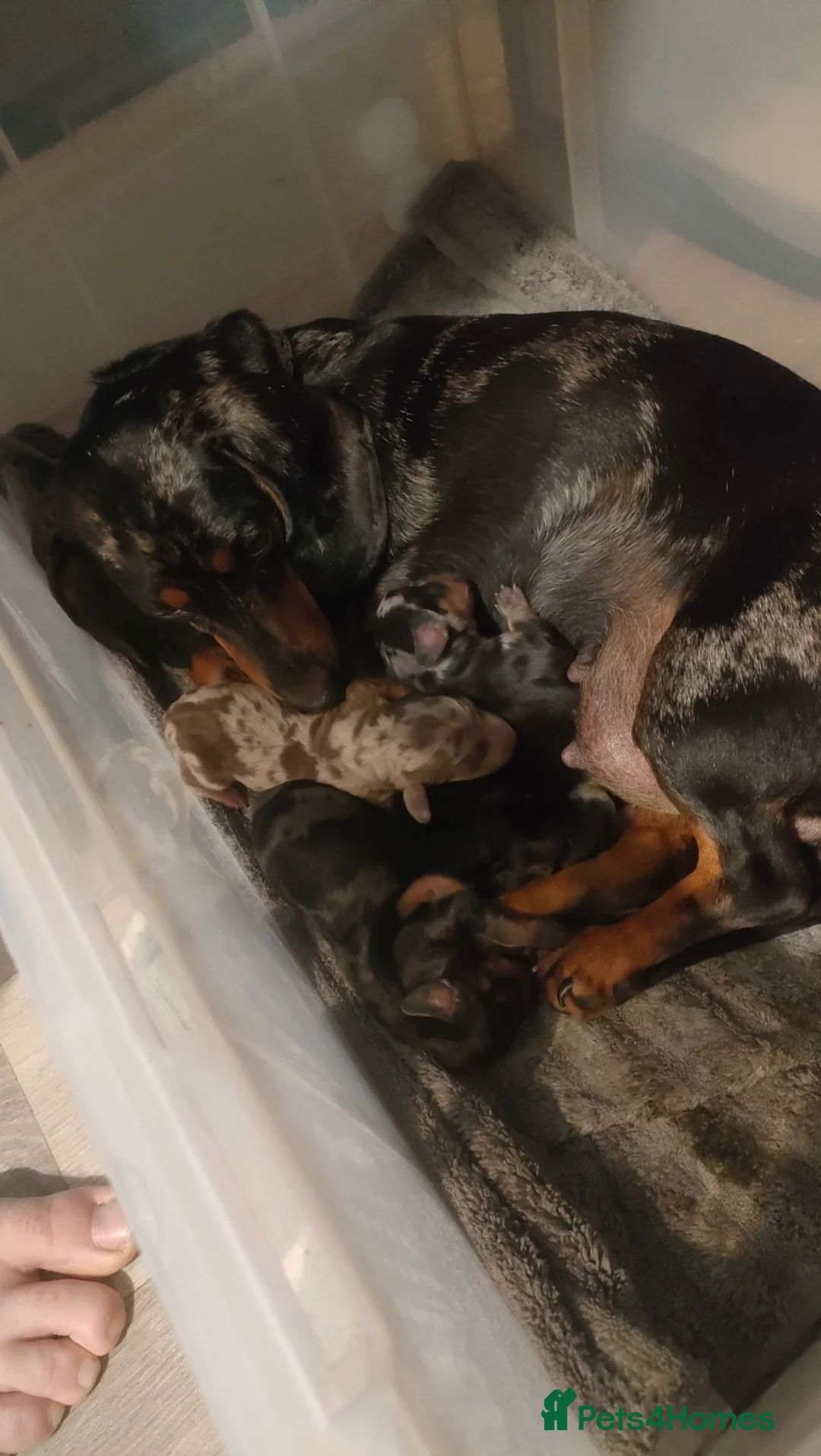 Miniature Dachshund dogs for sale: 3 gorgeous dapple male miniature dachshunds - Advert 17