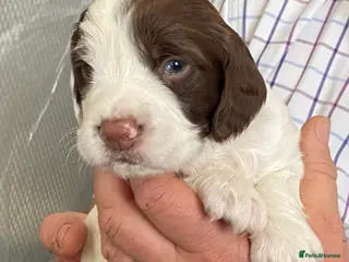 English Springer Spaniel dogs Adoreable English Springer Spaniel Puppies - Advert 7