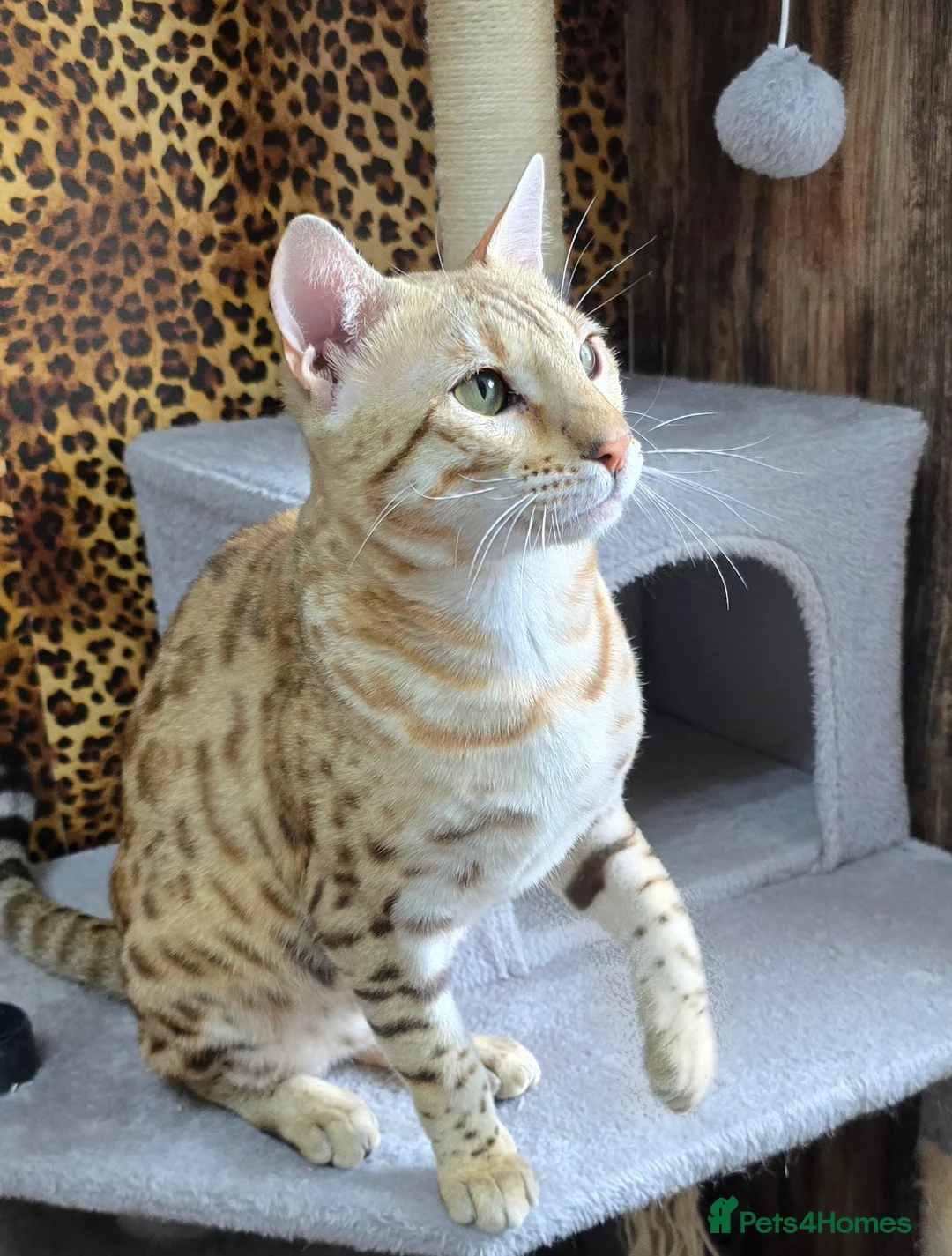 Bengal cats for sale: Waiting list open for kittens 2026-expecting 27.01 - Advert 19