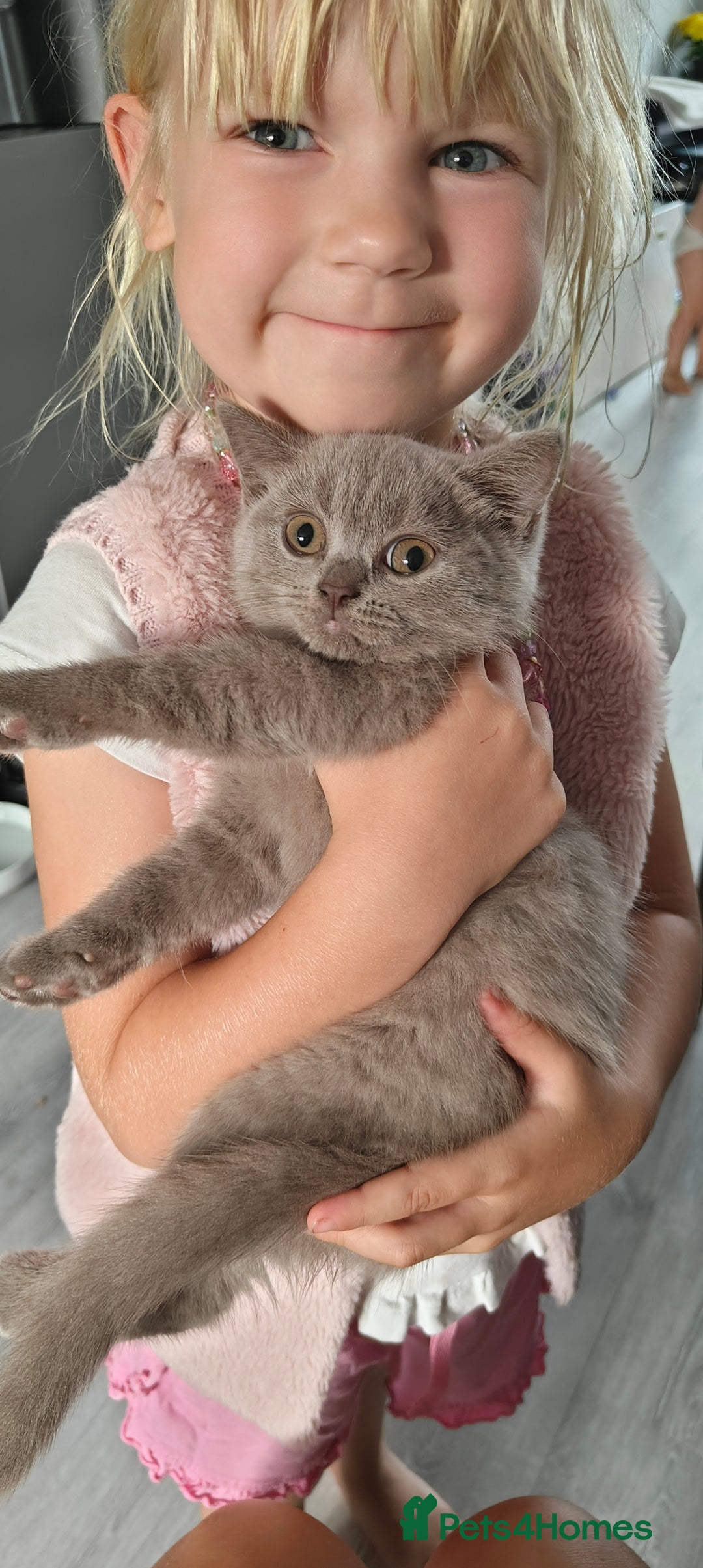 British Shorthair cats for sale: British shorthair blue / lilac kittens  - Image 9
