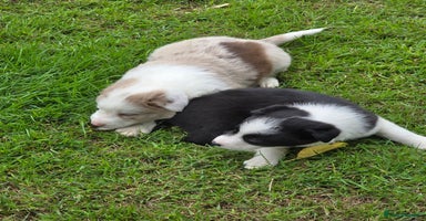 Border Collie dogs - Advert 14