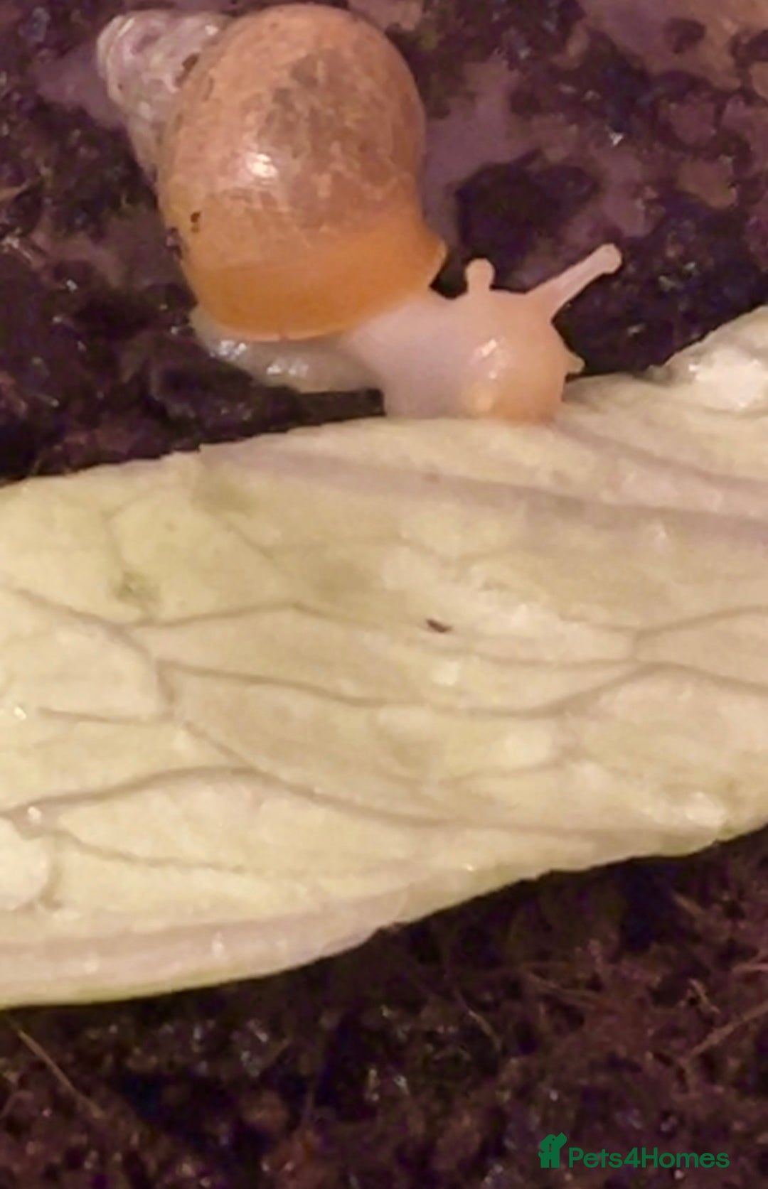 Snails invertebrates for sale: FREE ALBINO/WILD MORPH GALS BABIES - Advert 3