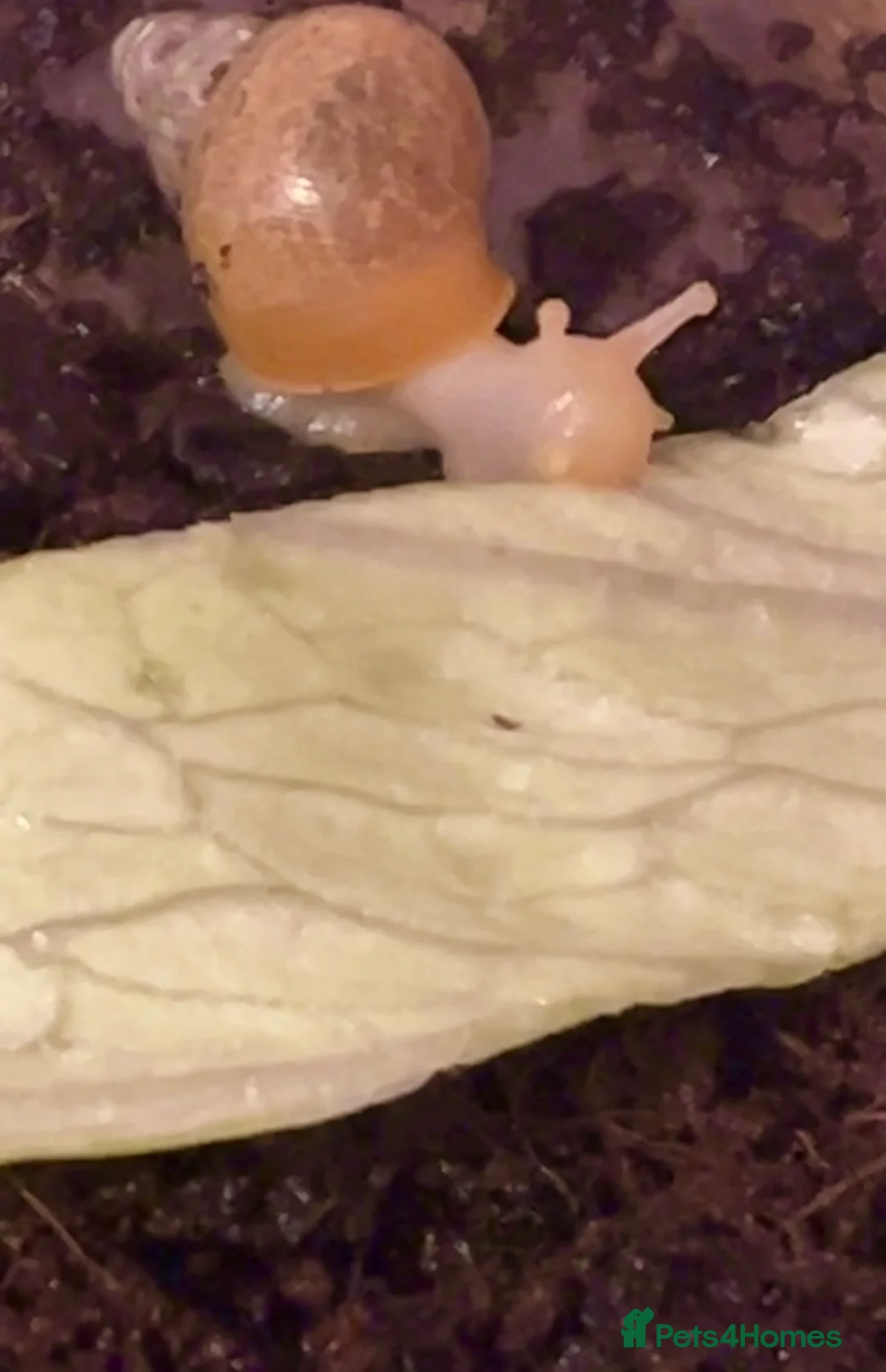 Snails invertebrates for sale: FREE ALBINO/WILD MORPH GALS BABIES - Advert 4