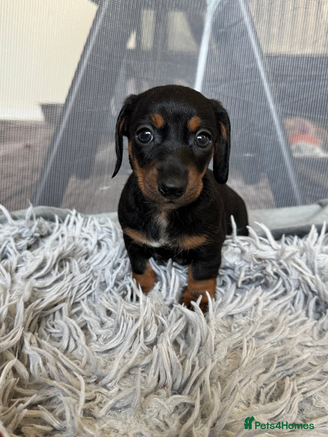 Miniature Dachshund dogs for sale: Mini dachshund puppies KC registered, DNA tested - Advert 35