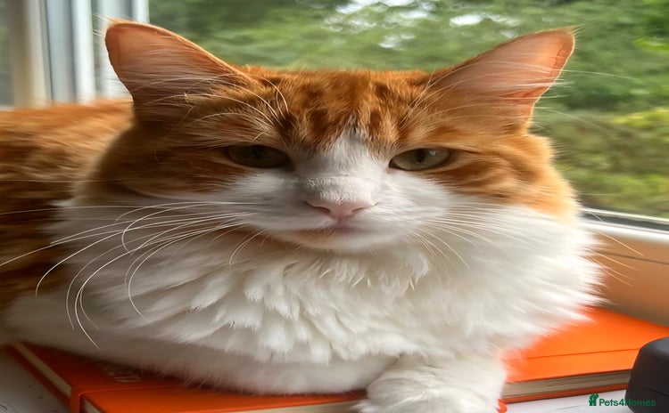 Maine Coon cats - Advert 1