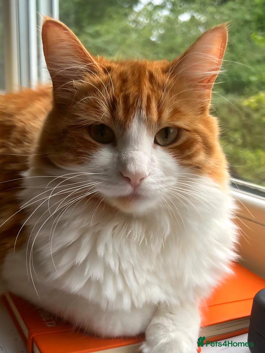 Maine Coon cats for sale: Maine coon mix ragdoll female - Image 1