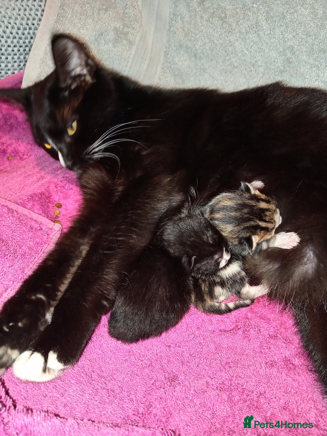 Mixed Breed cats for sale: 2 Mixed breed kittens  - Image 3