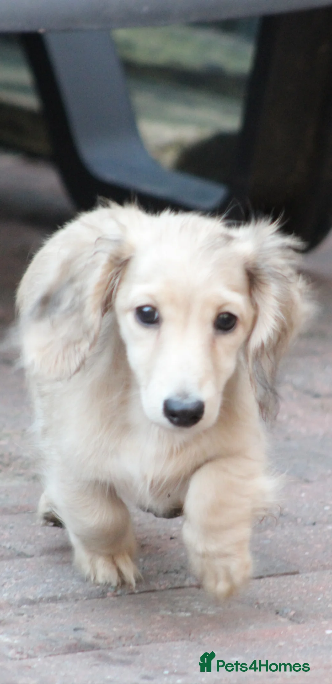 Miniature Dachshund dogs for sale: Cream girl  - Advert 14