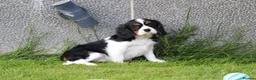 Cavalier King Charles Spaniel dogs for sale: Beautiful Cavalier King Charles Spaniel puppies - Advert 29