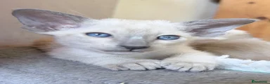 Siamese 3