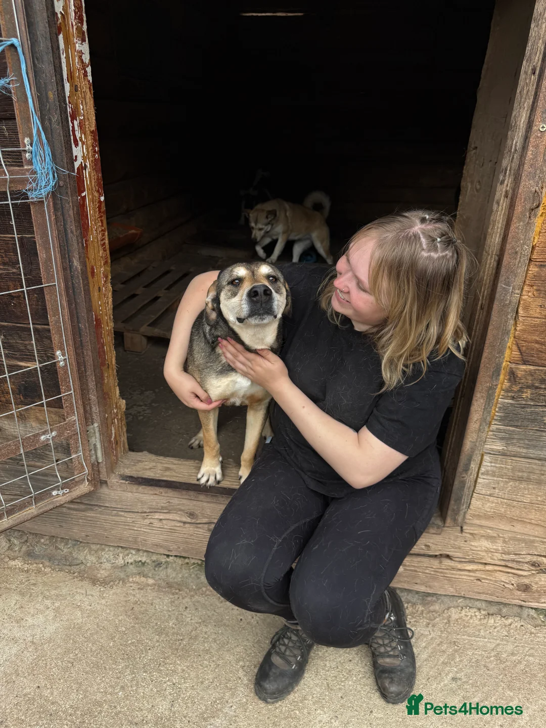 Mixed Breed dogs for adoption: Pogo is looking for a family  in Coventry - Advert 5