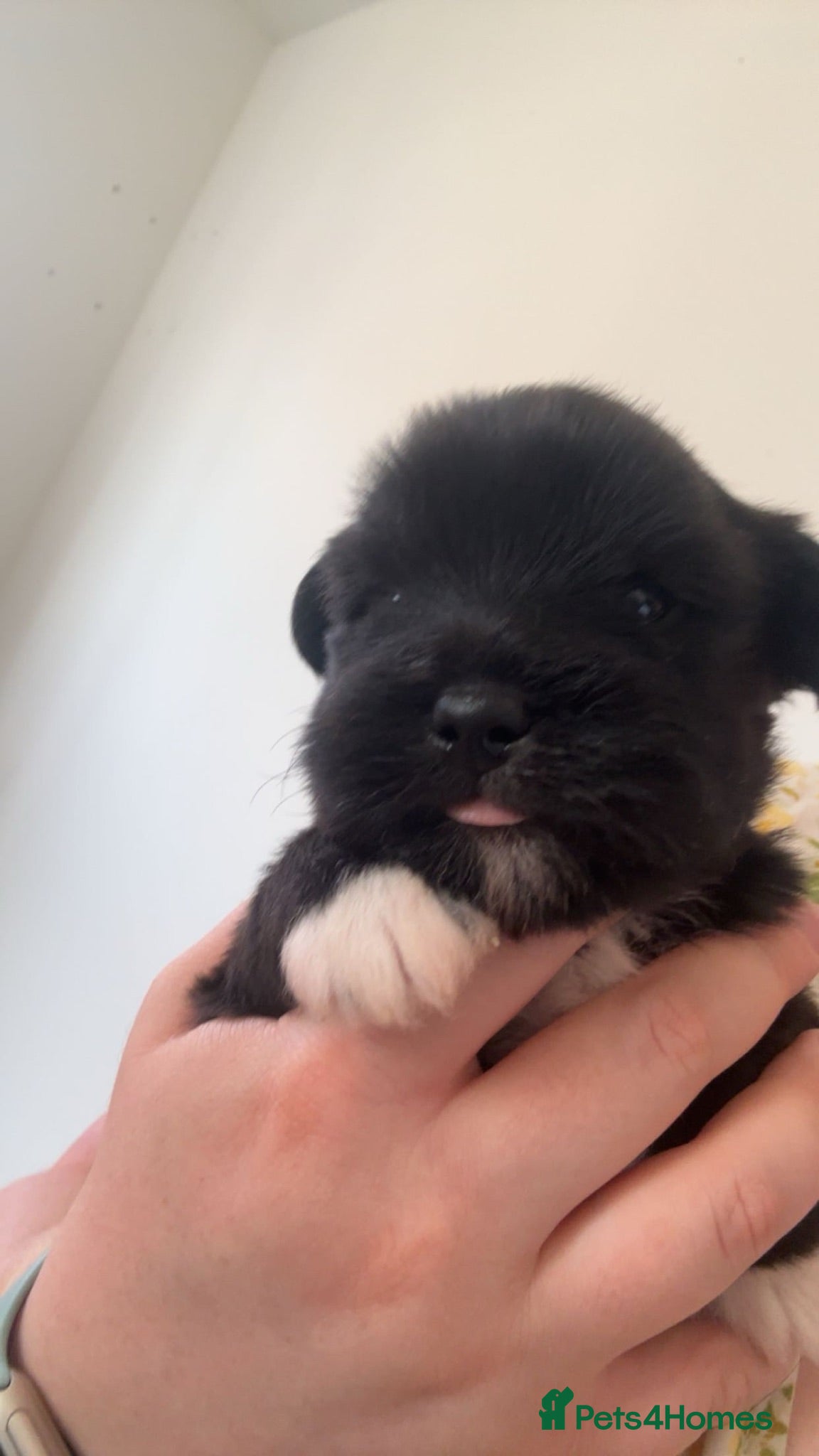 Affenpinscher dogs Affenpinscher puppy’s for sale - Advert 1