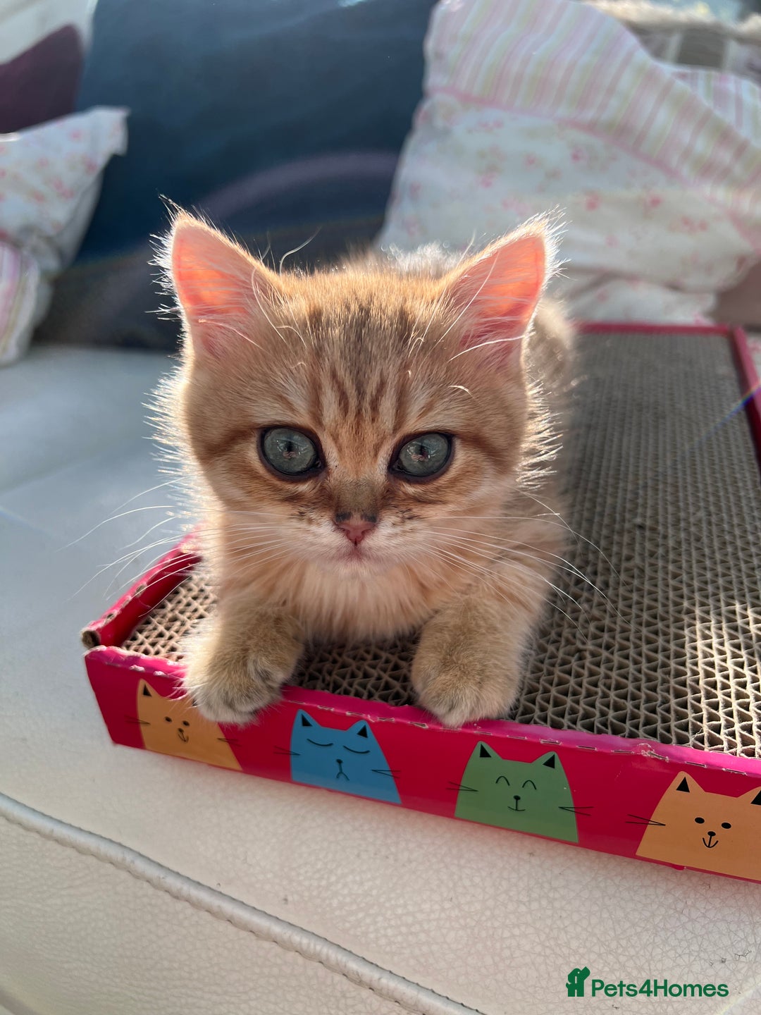 British Shorthair cats for sale:  **   ** : BSH Golden champion lines - Advert 23