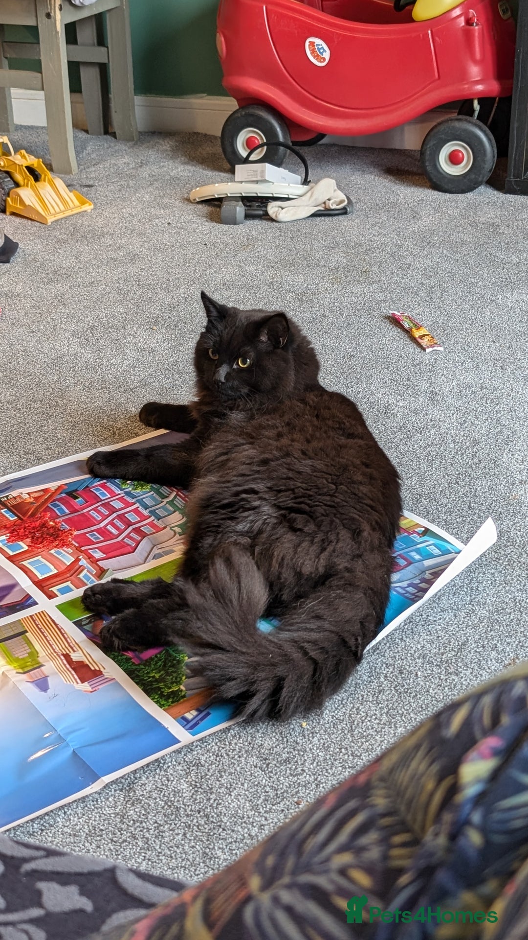 British Longhair cats for sale: Black brown long haired cat - Image 2