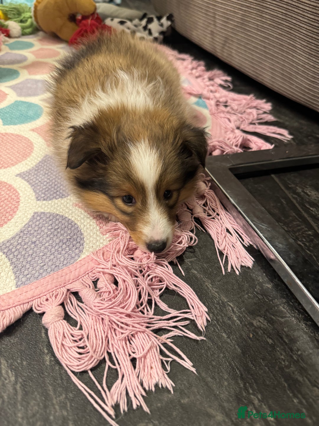 Shetland Sheepdog dogs for sale: Purebred Shetland Sheepdog Puppies - Image 14