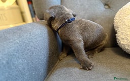 French Bulldog dogs for sale: ✨Stunning Pedigree French Bulldog Puppies✨ - Advert 39