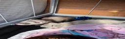 Ferret rodents for sale: 2 male Kits + set up  - Advert 2