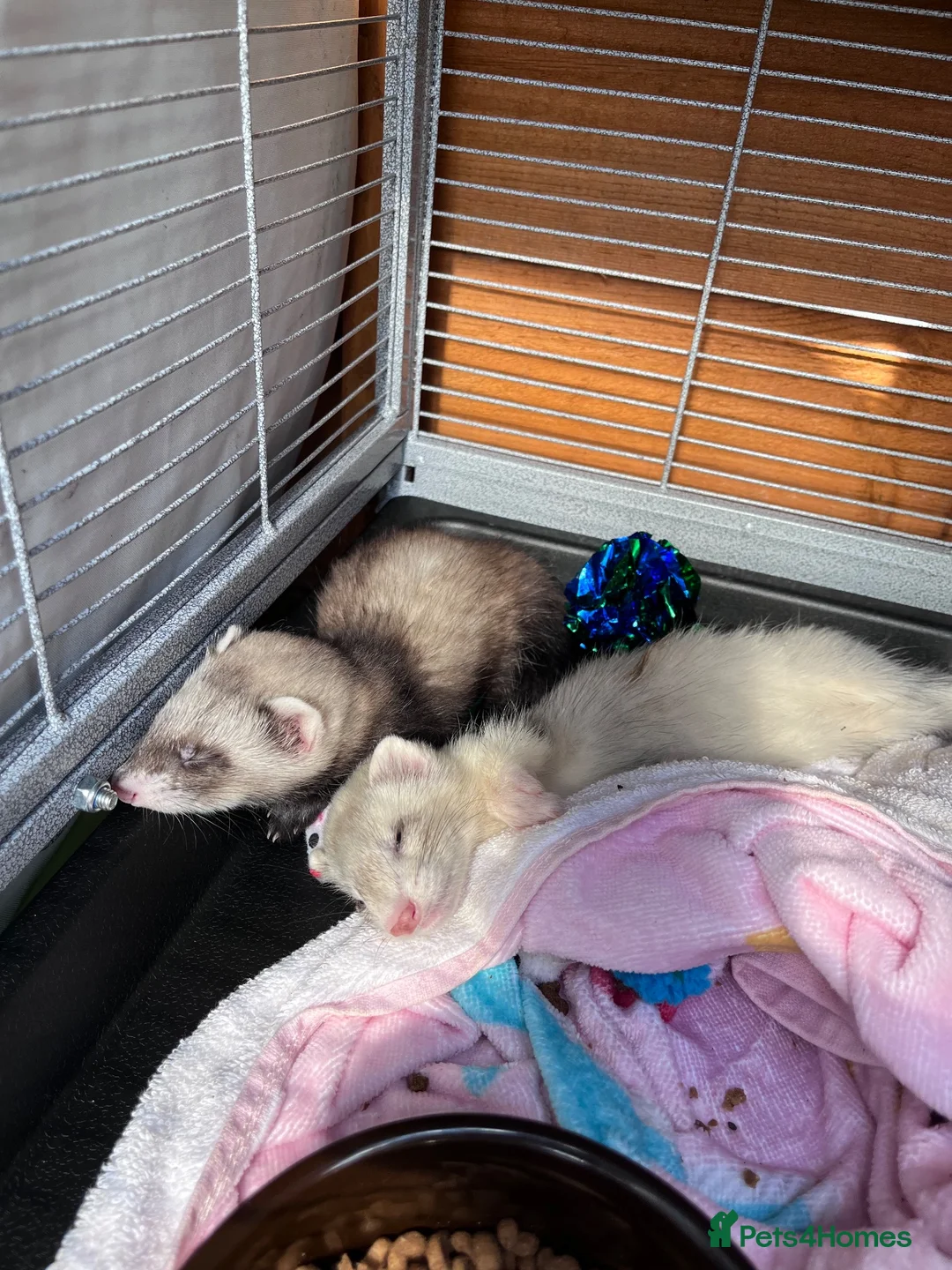 Ferret rodents for sale: 2 male Kits + set up  - Advert 2