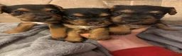 Lakeland Terrier dogs for sale: Lakeland puppies  in Liskeard - Advert 4