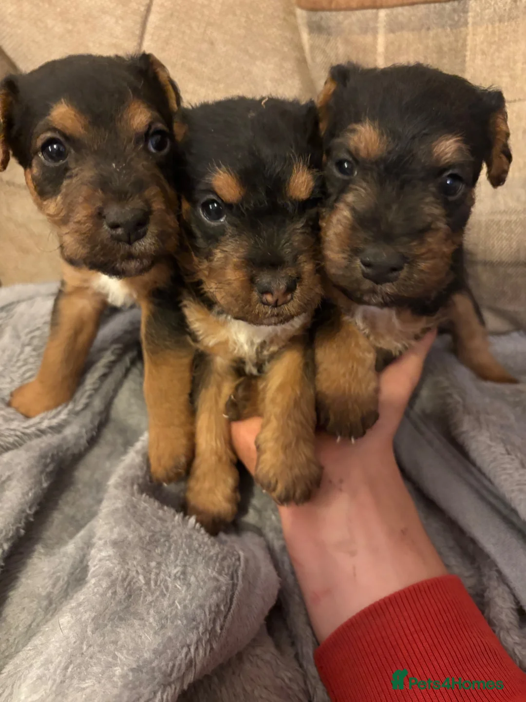 Lakeland Terrier dogs for sale: Lakeland puppies  in Liskeard - Advert 4