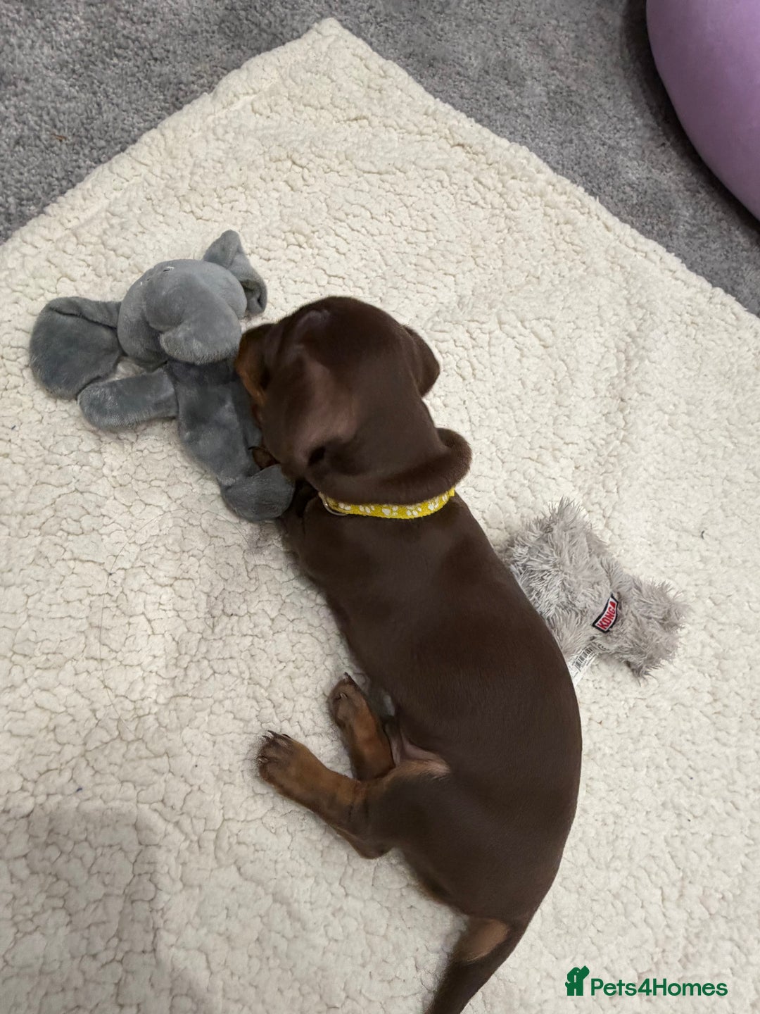 Dachshund dogs for sale: Beautiful Dachshund Puppies – KC Registered Lines - Advert 26