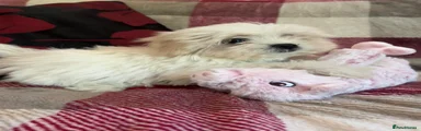 Mixed Breed 4
