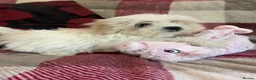 Mixed Breed dogs for sale: shichon x maltese puppies for sale  - Advert 23