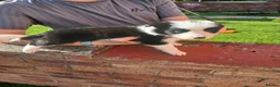Border Collie dogs for sale: BORDER COLLIE PUPS - Advert 9