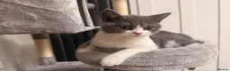 British Shorthair cats for sale: Beautiful Kovu Looking for His Forever Home - Advert 9