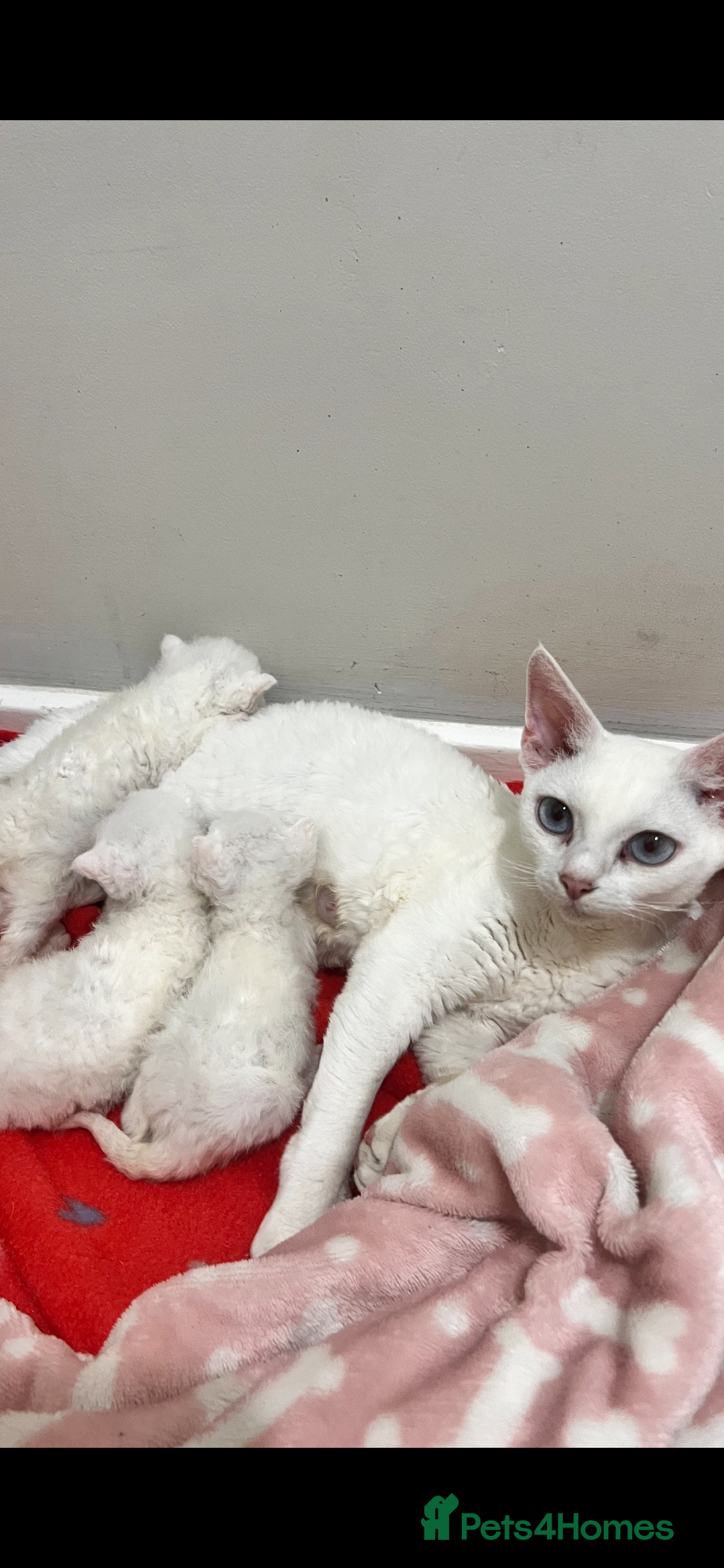 Devon Rex cats for sale: Beautiful Devon’s 1 boy 1 girl still available  - Image 7