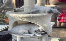 Ragdoll cats for sale: Beautiful ragdoll kittens  - Image 3