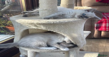 Ragdoll cats - Advert 23