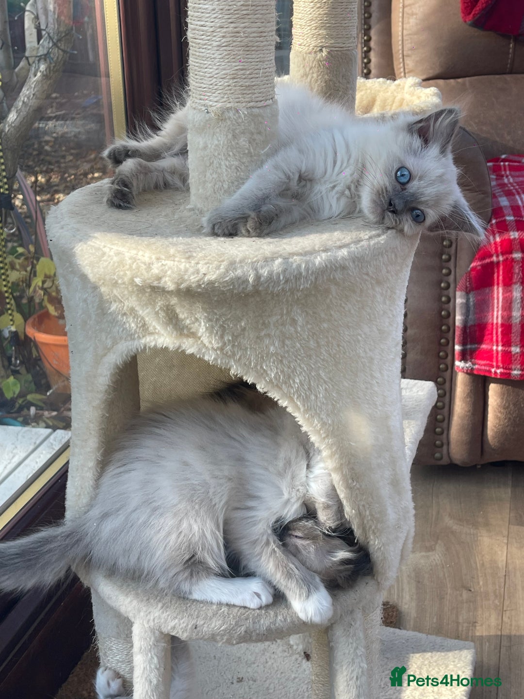 Ragdoll cats for sale: Beautiful ragdoll kittens  - Image 3