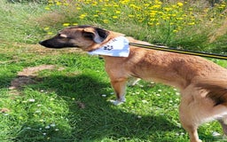 Mixed Breed dogs for adoption: Levi - Norwich Norfolk  - Image 17