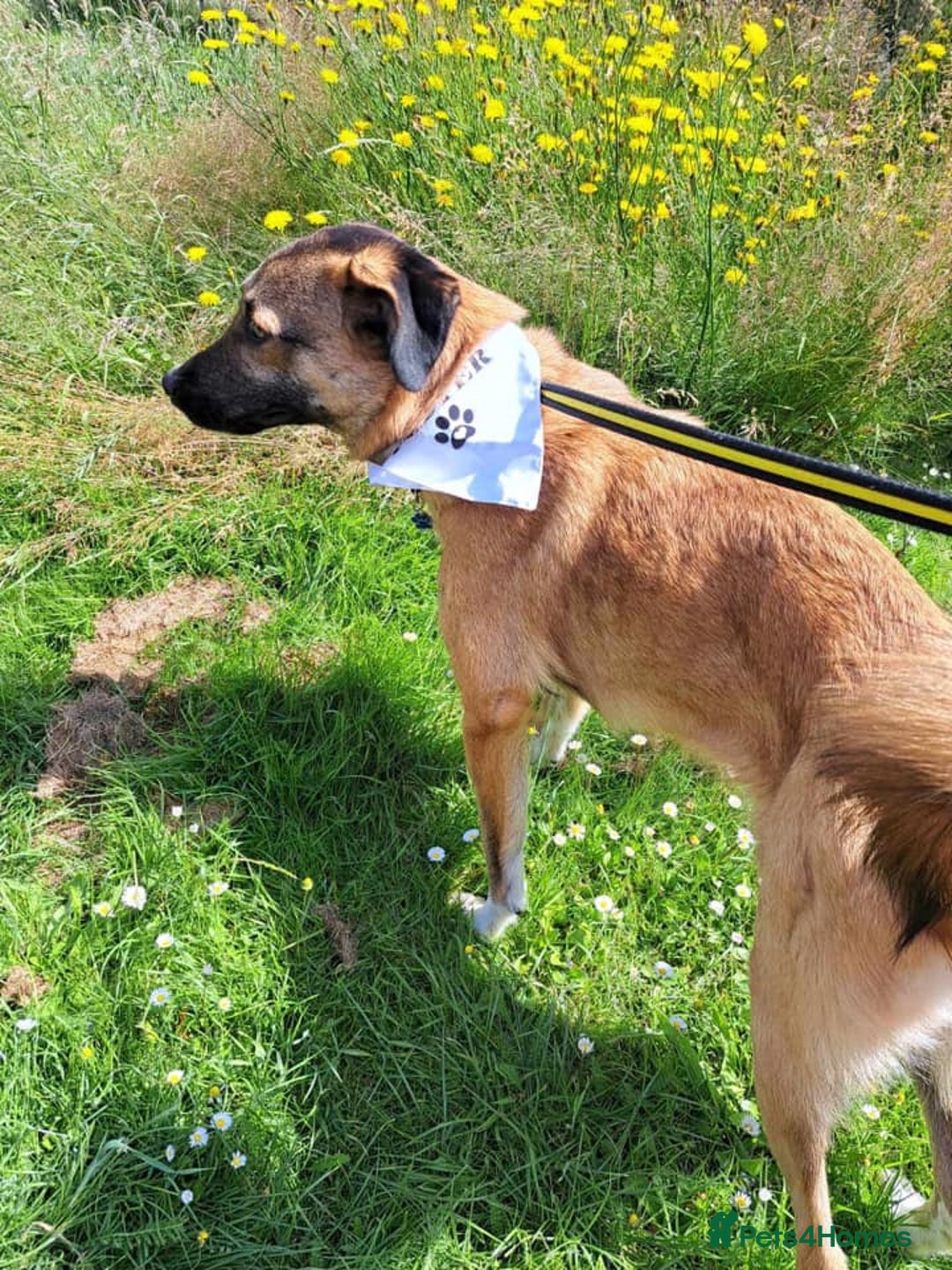 Mixed Breed dogs for adoption: Levi - Norwich Norfolk  - Image 17