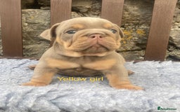 English Bulldog dogs for sale: KC REGISTERED LILAC & TAN ENGLISH BULLDOG PUPS - Image 15