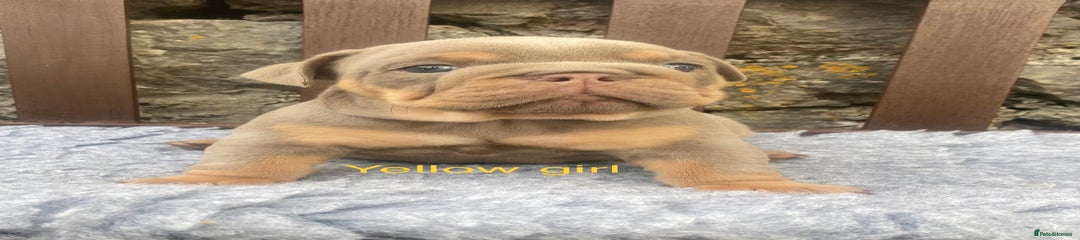 Yellow collar girl