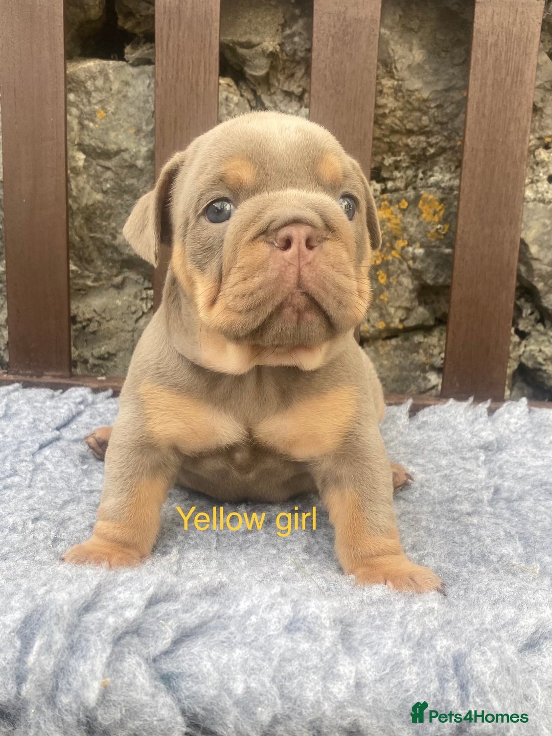 English Bulldog dogs for sale: KC REGISTERED LILAC & TAN ENGLISH BULLDOG PUPS - Image 15