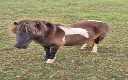 Shetland pony horses for sale: Miniature Shetland Mares in Launceston - Image 4