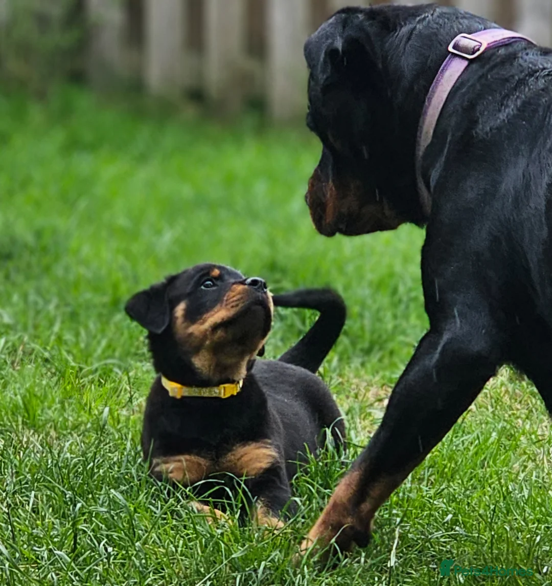 Rottweiler dogs for sale: Champion Bloodline German Rottweiler Puppies - Advert 2