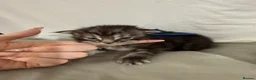Maine Coon cats for sale: Exceptional Smoke / classic MAINCOON kittens  - Advert 38