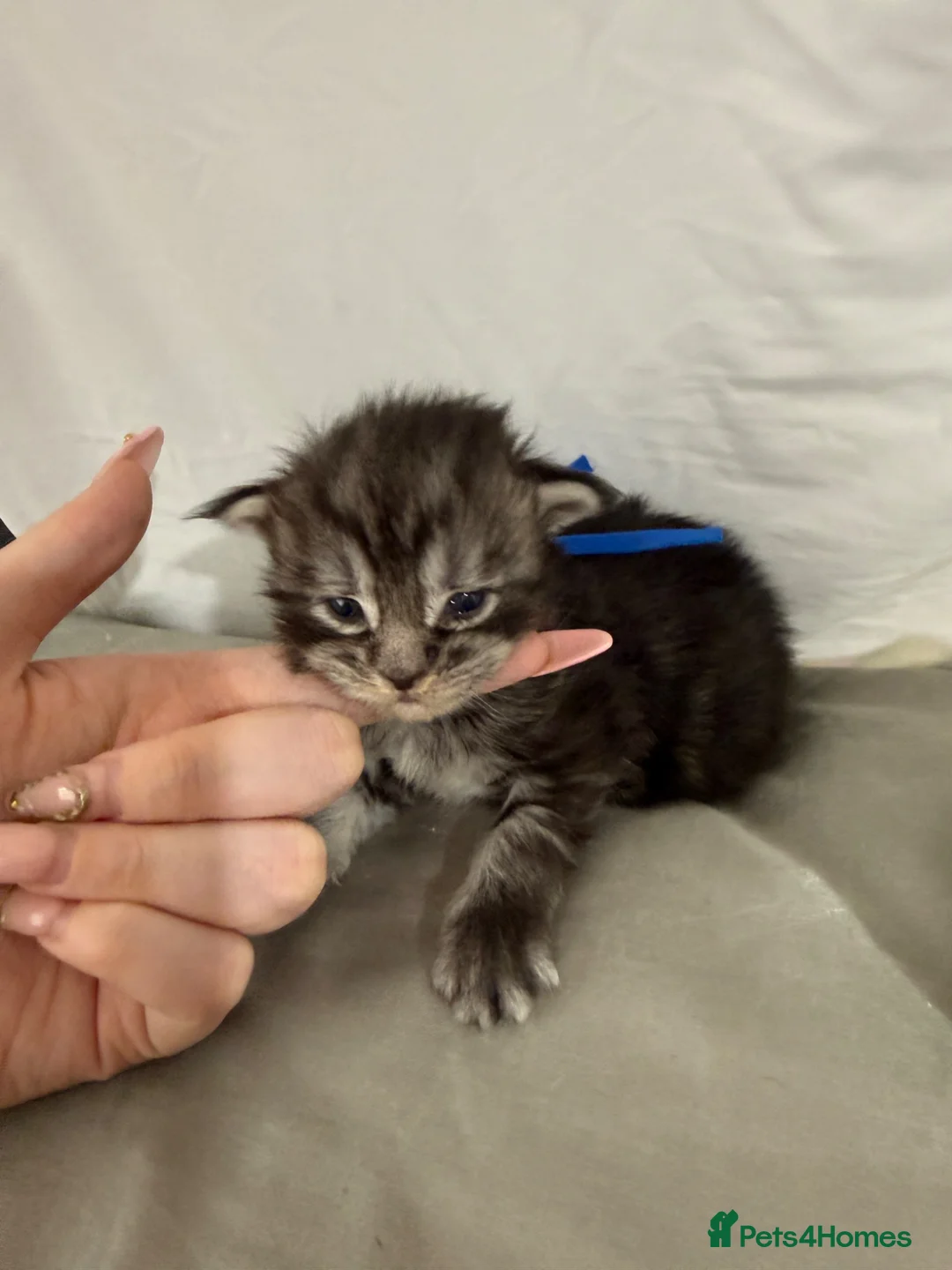 Maine Coon cats for sale: Exceptional Smoke / classic MAINCOON kittens  - Advert 38
