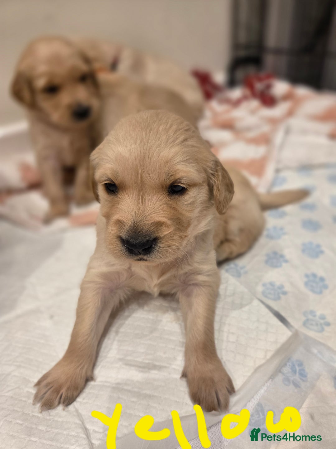 Golden Retriever dogs for sale: KC registered Beautiful Golden retriever puppies  - Advert 17